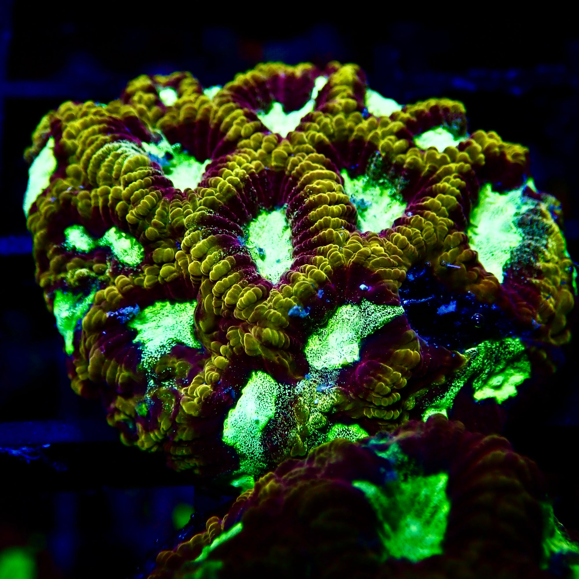 Golden Maze Favia frag