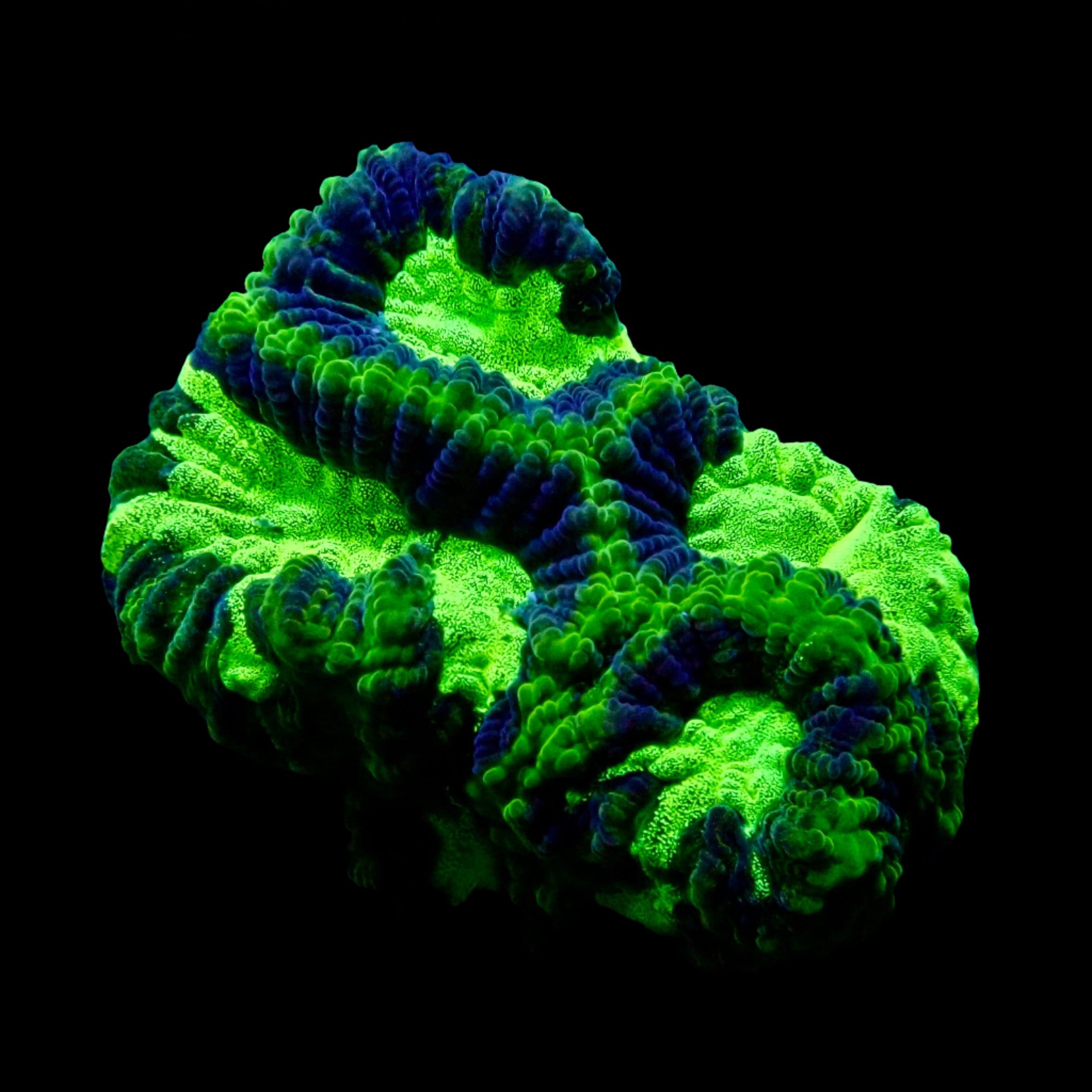 Maze Favia frag