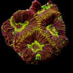 Favia Ultra vulcania Frag