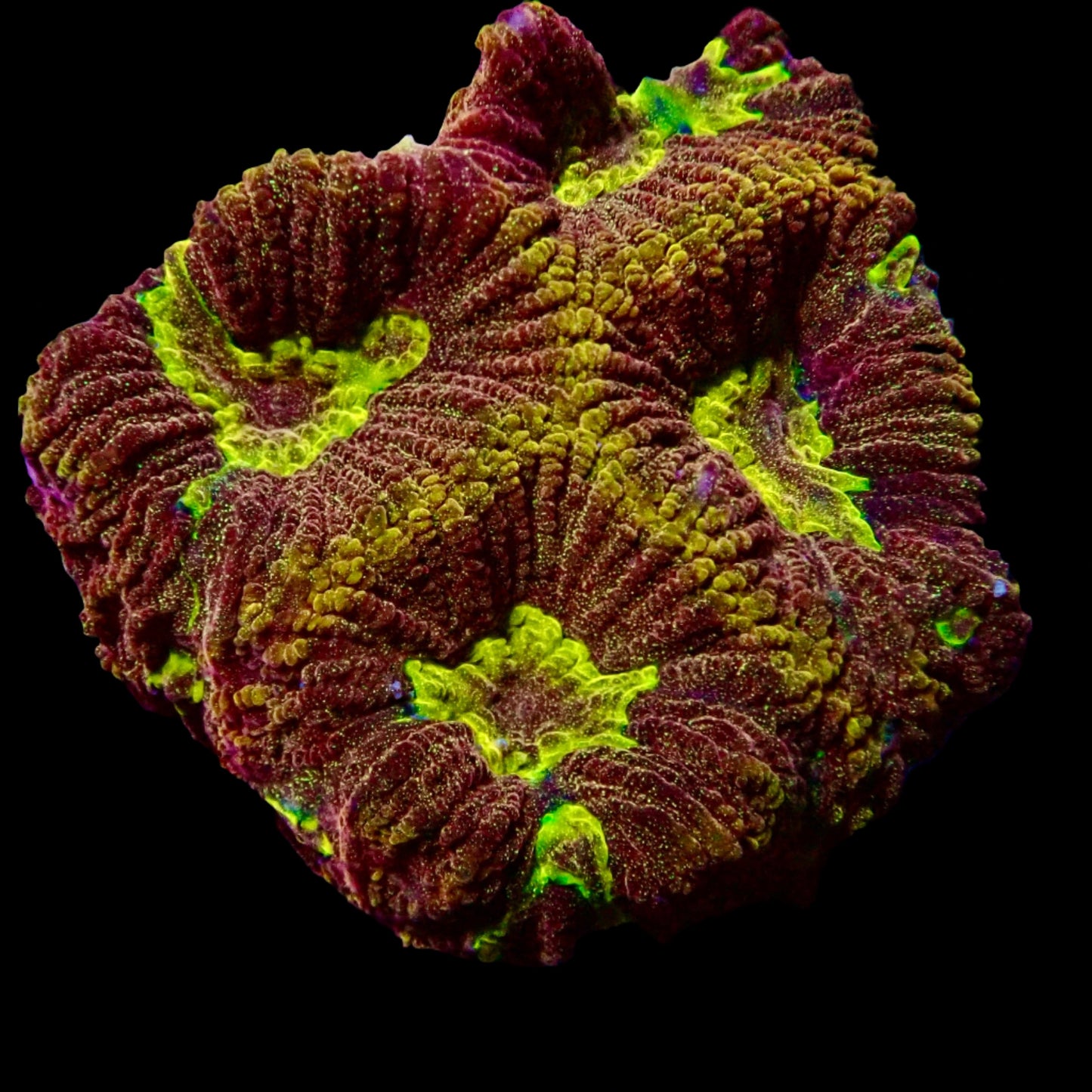 Favia Ultra vulcania  Frag