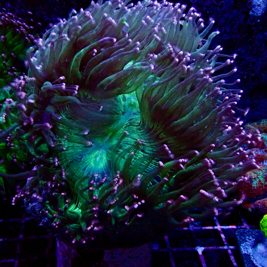 Elegance Coral