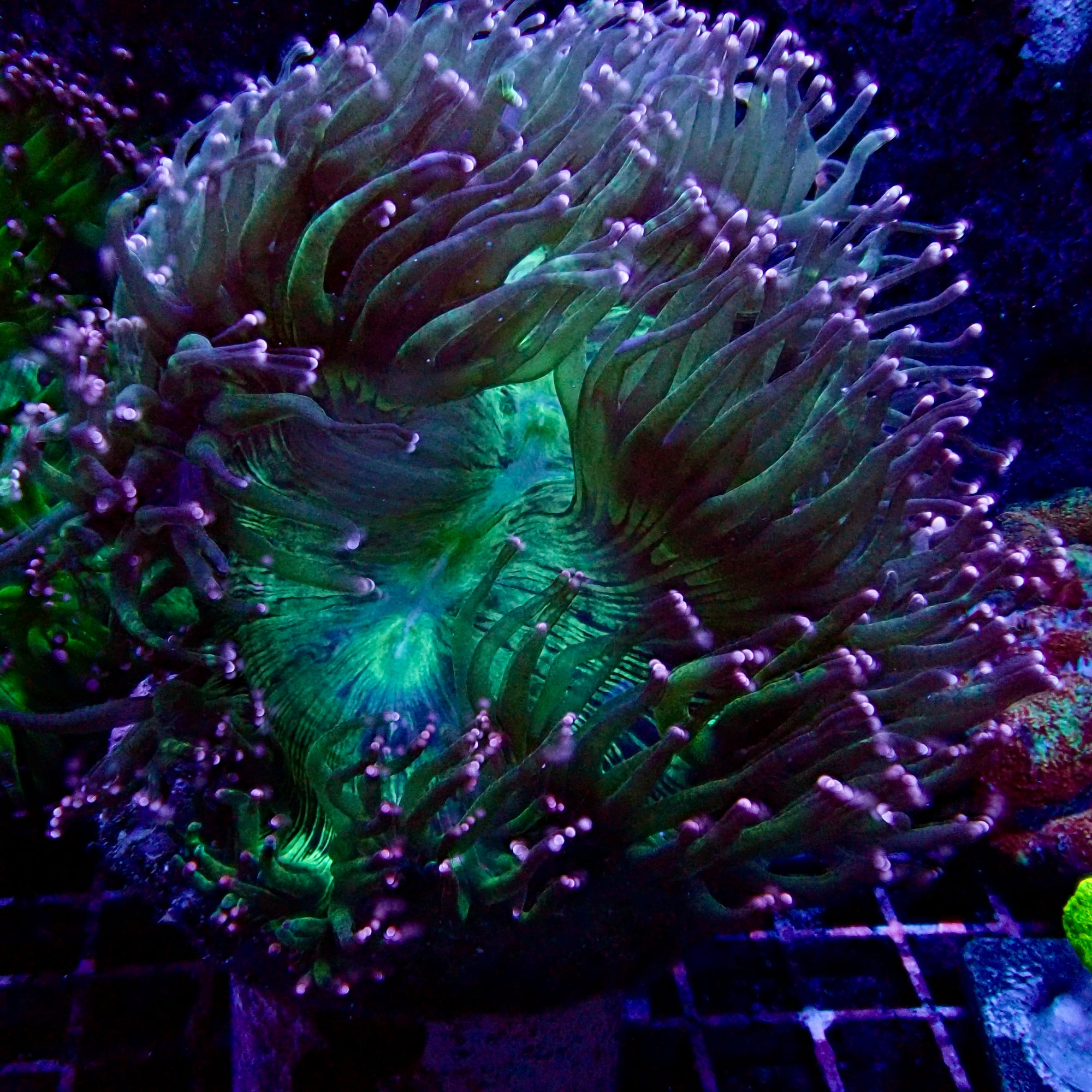 Elegance Coral