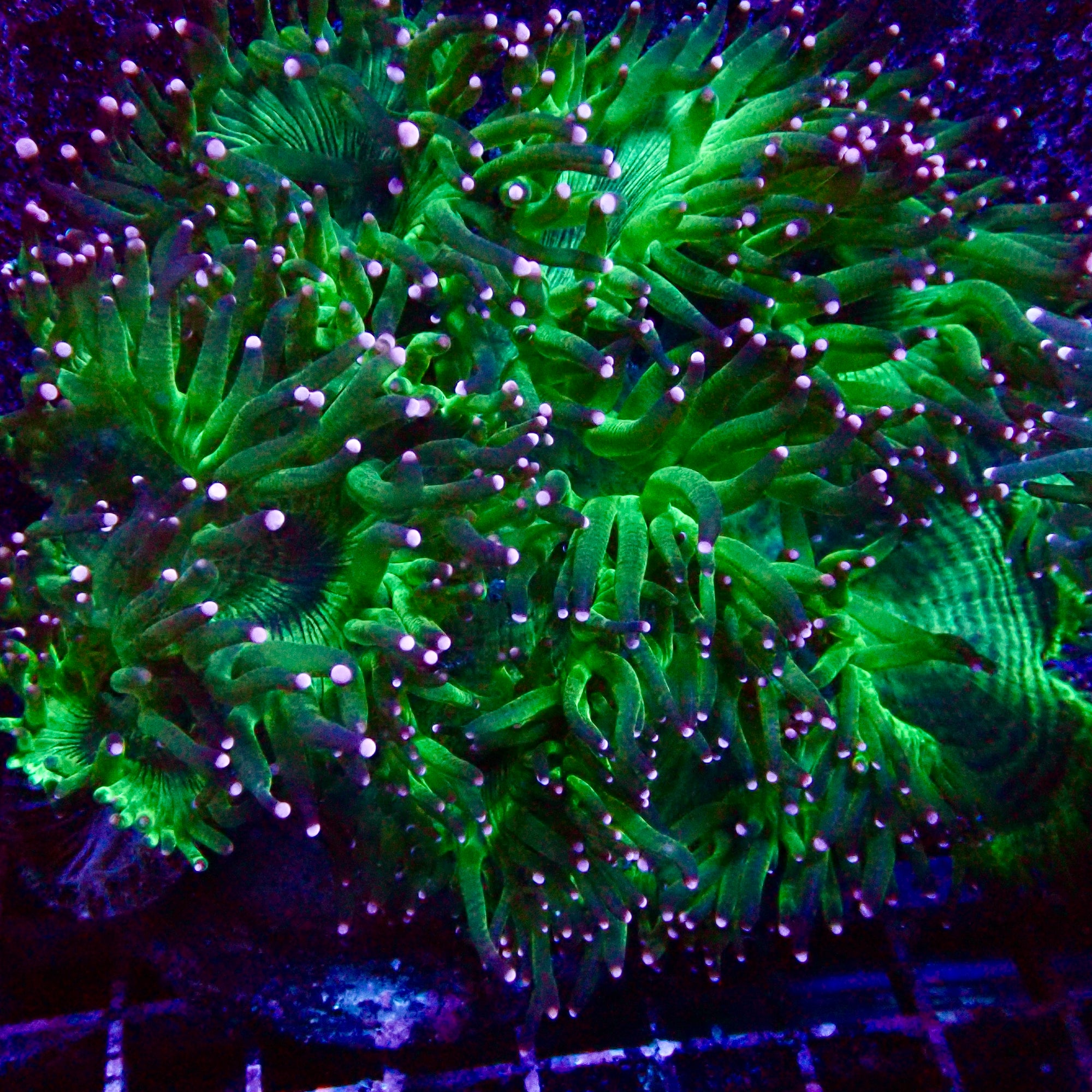 Elegance Coral
