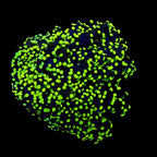 Spawn Branching Neon Tip