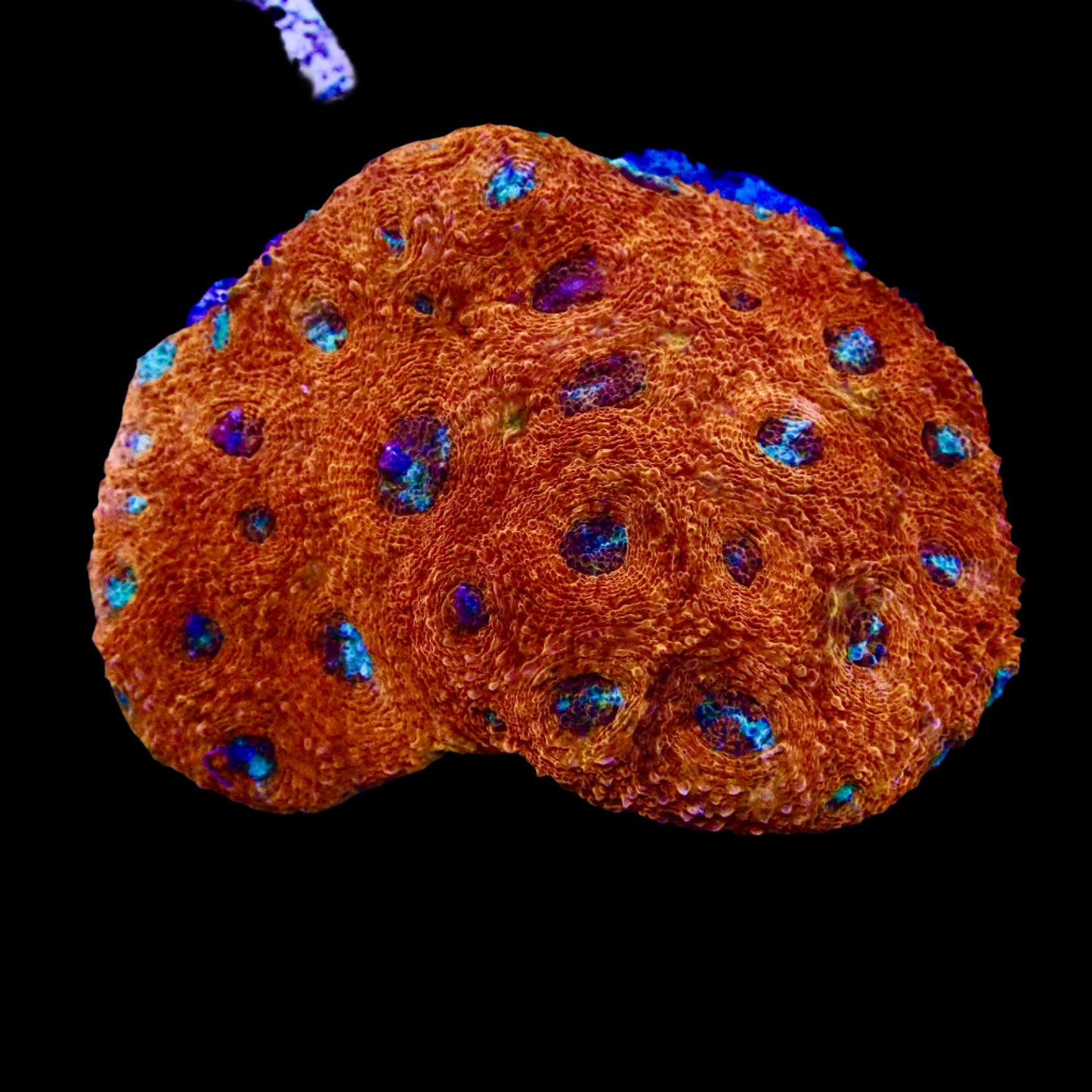 Acanthastrea