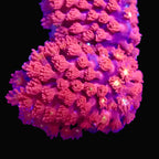 Frag de Bernardpora Hellfire rouge aux polypes courts, corail fleur LPS - ReefSolution