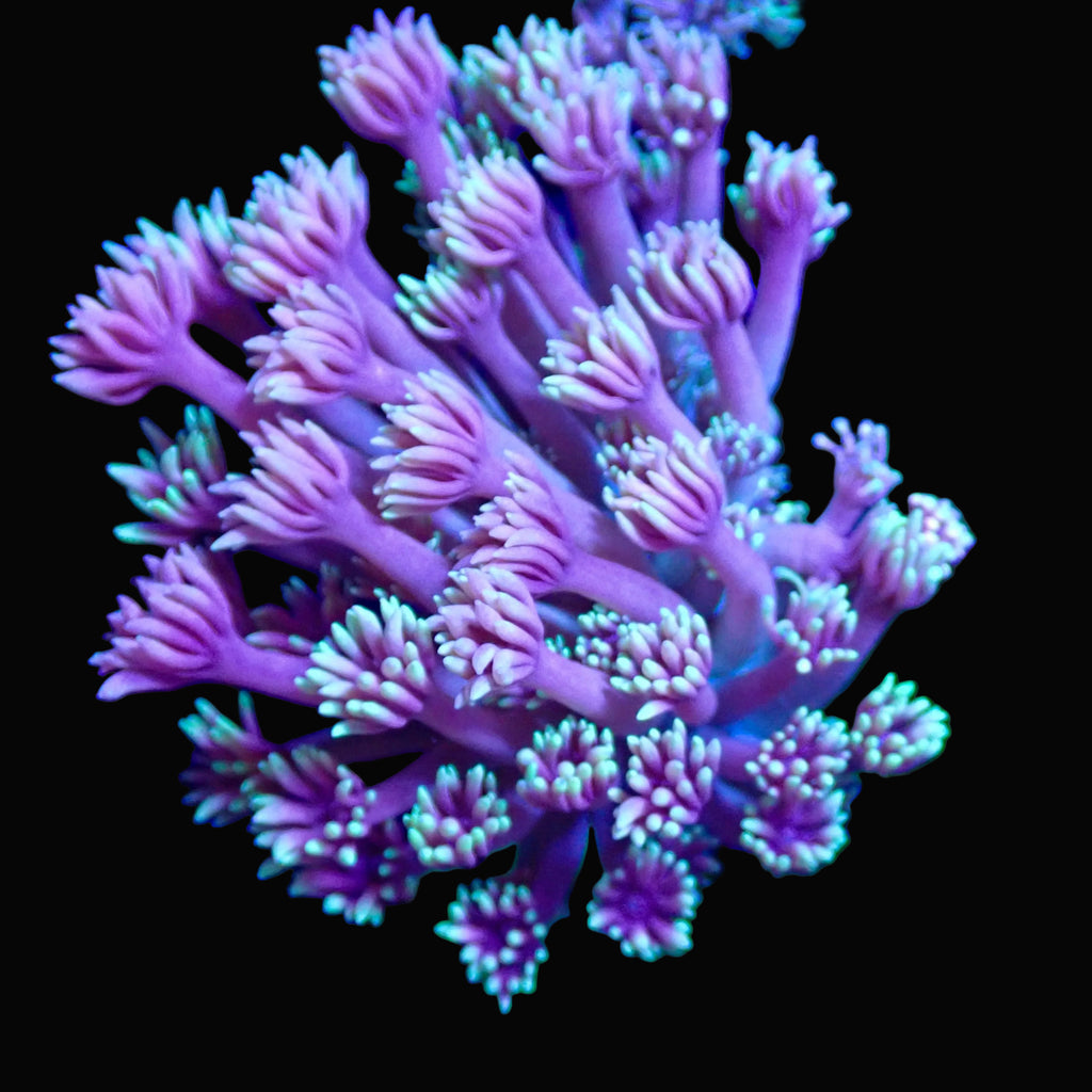 Frag de Goniopora Ultra mauve à pointes menthe, corail fleur LPS - ReefSolution