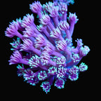 Frag de Goniopora Ultra mauve à pointes menthe, corail fleur LPS - ReefSolution
