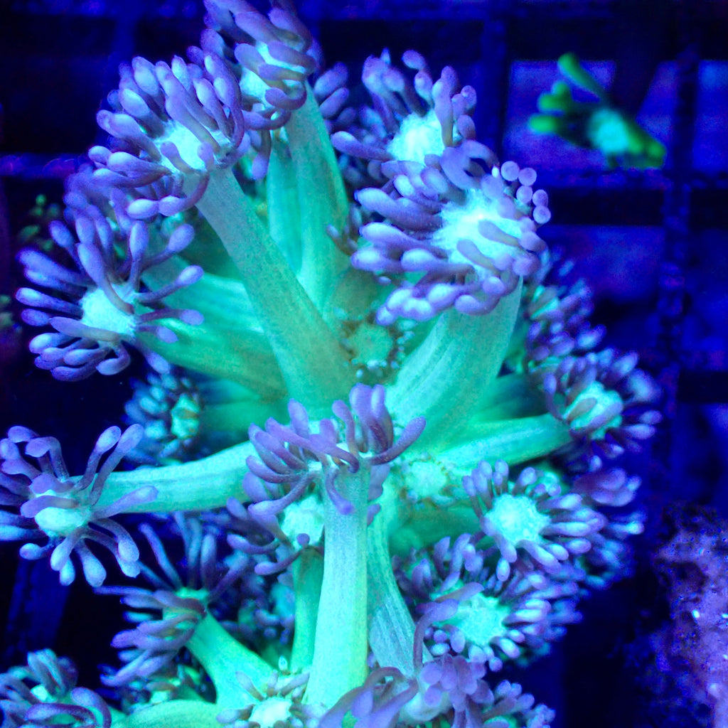 Frag de Goniopora Icy Peppermint vert à tentacules bleu pâle, corail LPS - ReefSolution