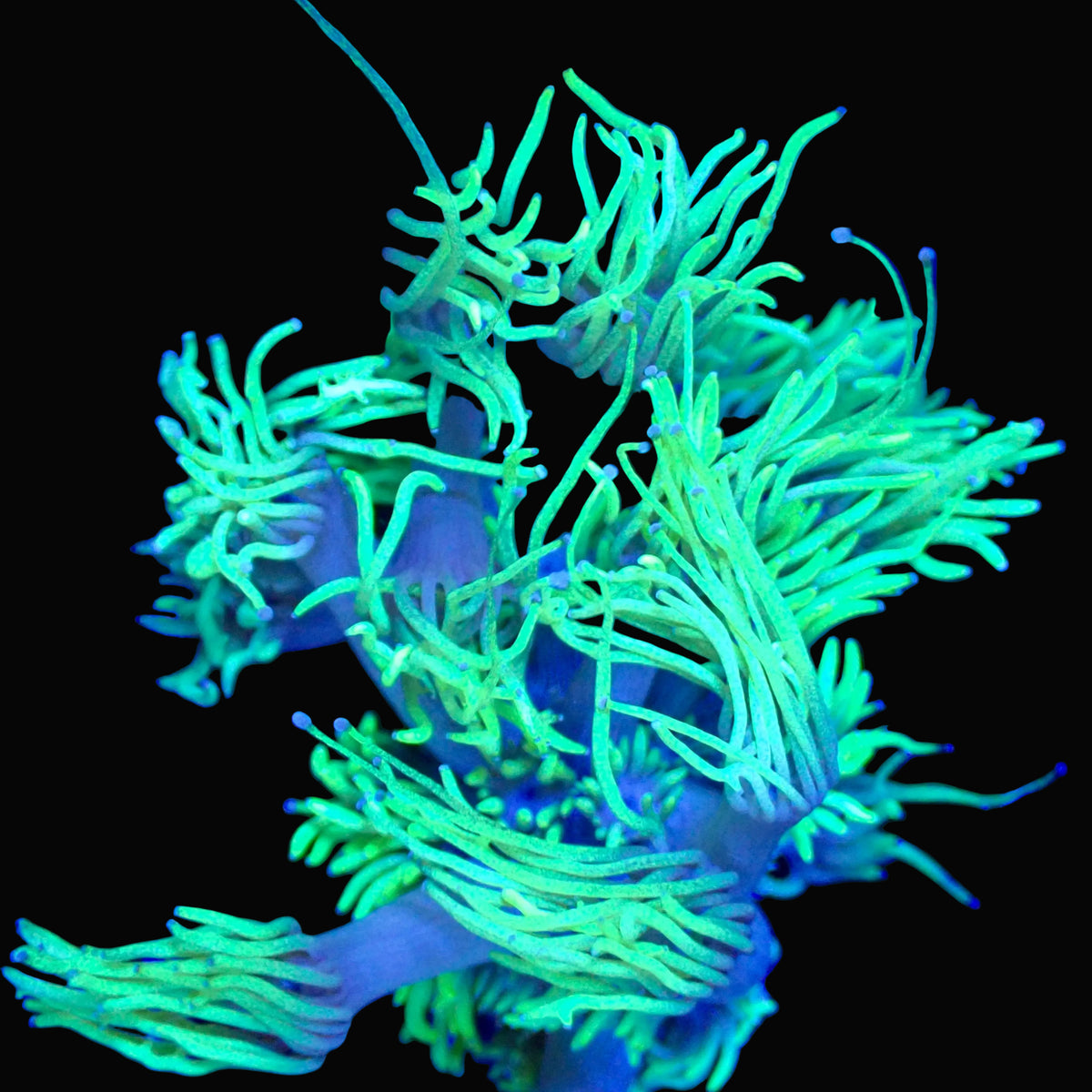 Frag de Goniopora Ultra vert néon épanoui sous éclairage bleu, corail LPS - ReefSolution
