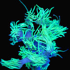 Neon green Goniopora Ultra frag fully open under blue reef lighting, LPS coral - ReefSolution