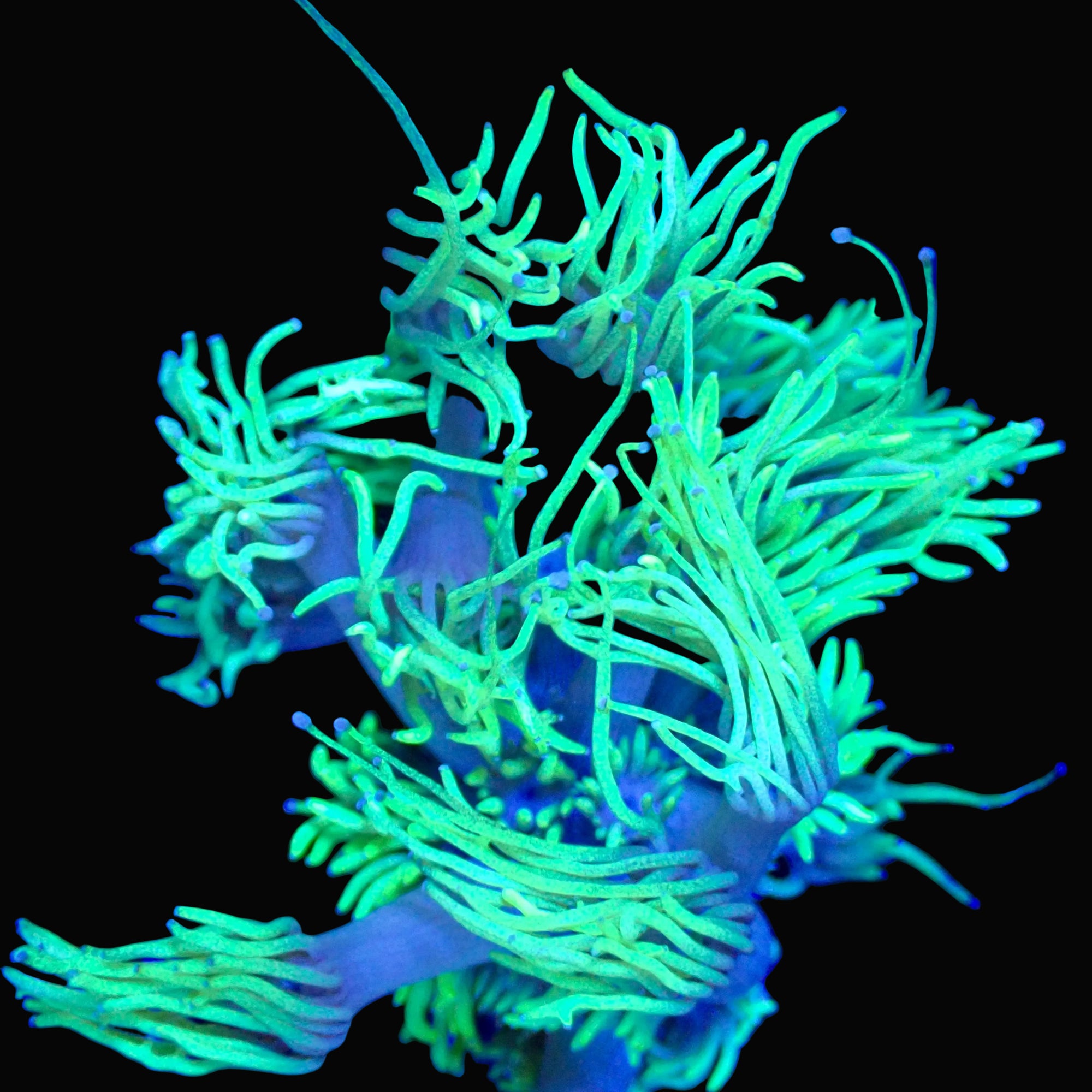 Neon green Goniopora Ultra frag fully open under blue reef lighting, LPS coral - ReefSolution
