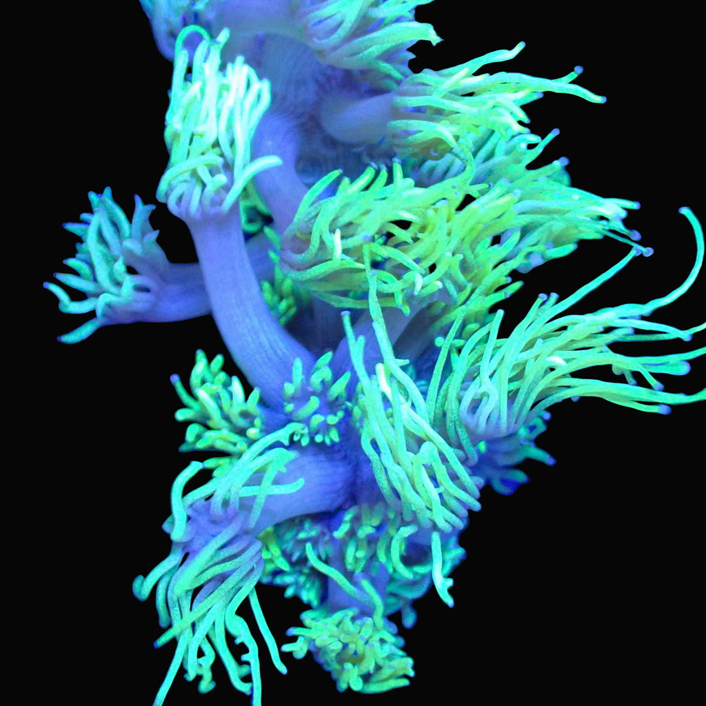 Neon green Goniopora Ultra frag with fluorescent tentacles, LPS coral - ReefSolution