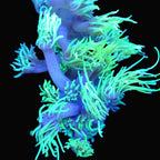 Neon green Goniopora Ultra frag with fluorescent tentacles, LPS coral - ReefSolution
