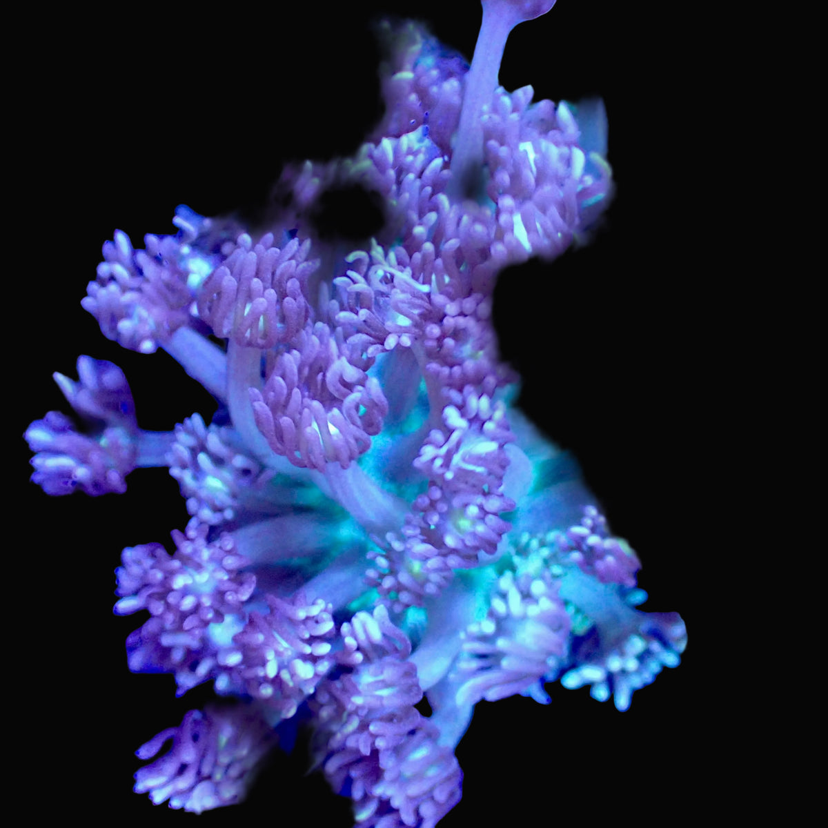 Frag de Goniopora Ultra lilas pastel aux tiges vert menthe, corail LPS - ReefSolution