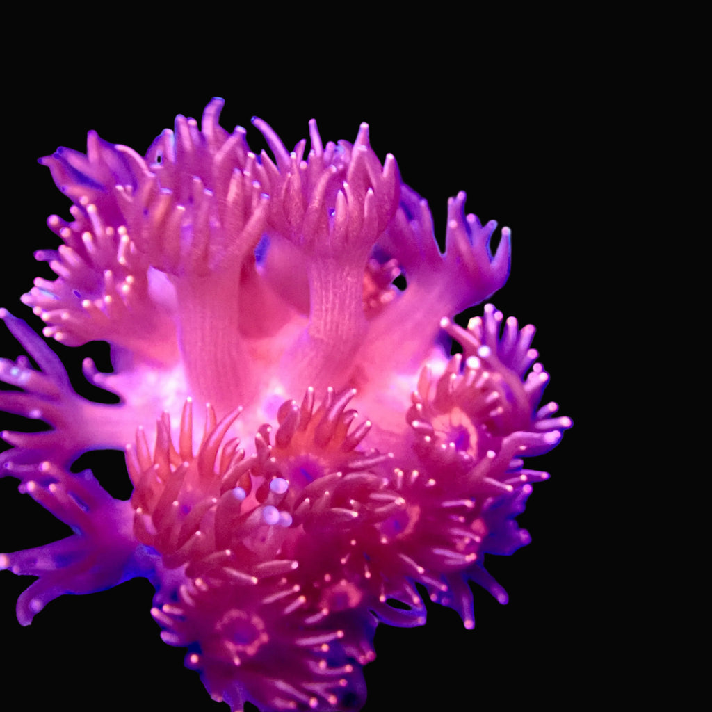 Bubble Gum Pink Goniopora