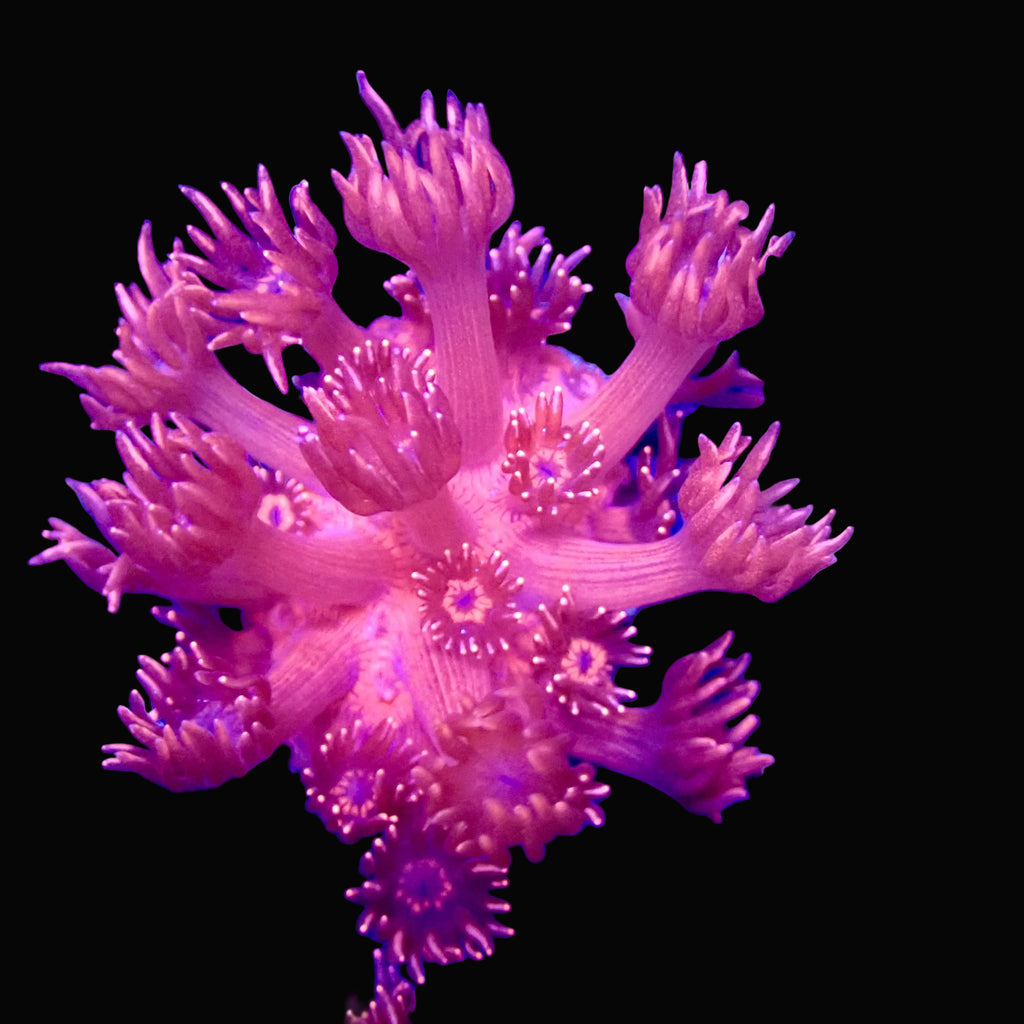 Bubble Gum Pink Goniopora