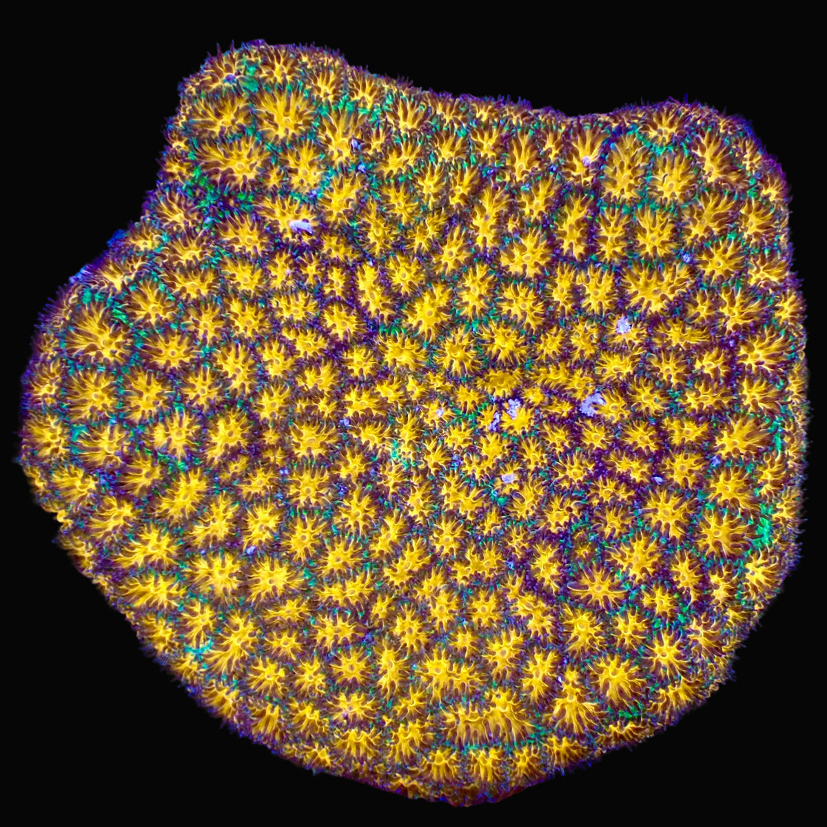 Spitfire Leptastrea - Petite Colonie LPS Premium
