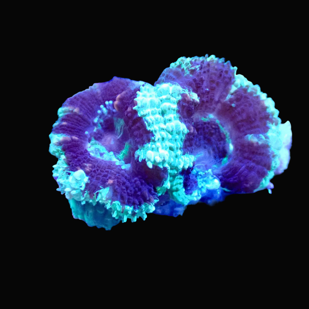 Acanthastrea Lordhowensis frag - vue 1