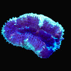 Acanthastrea Lordhowensis frag - vue 2