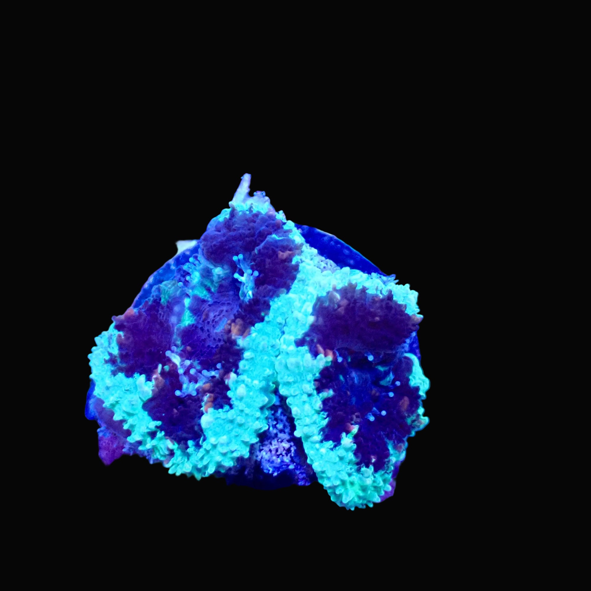Acanthastrea Lordhowensis frag - vue 3