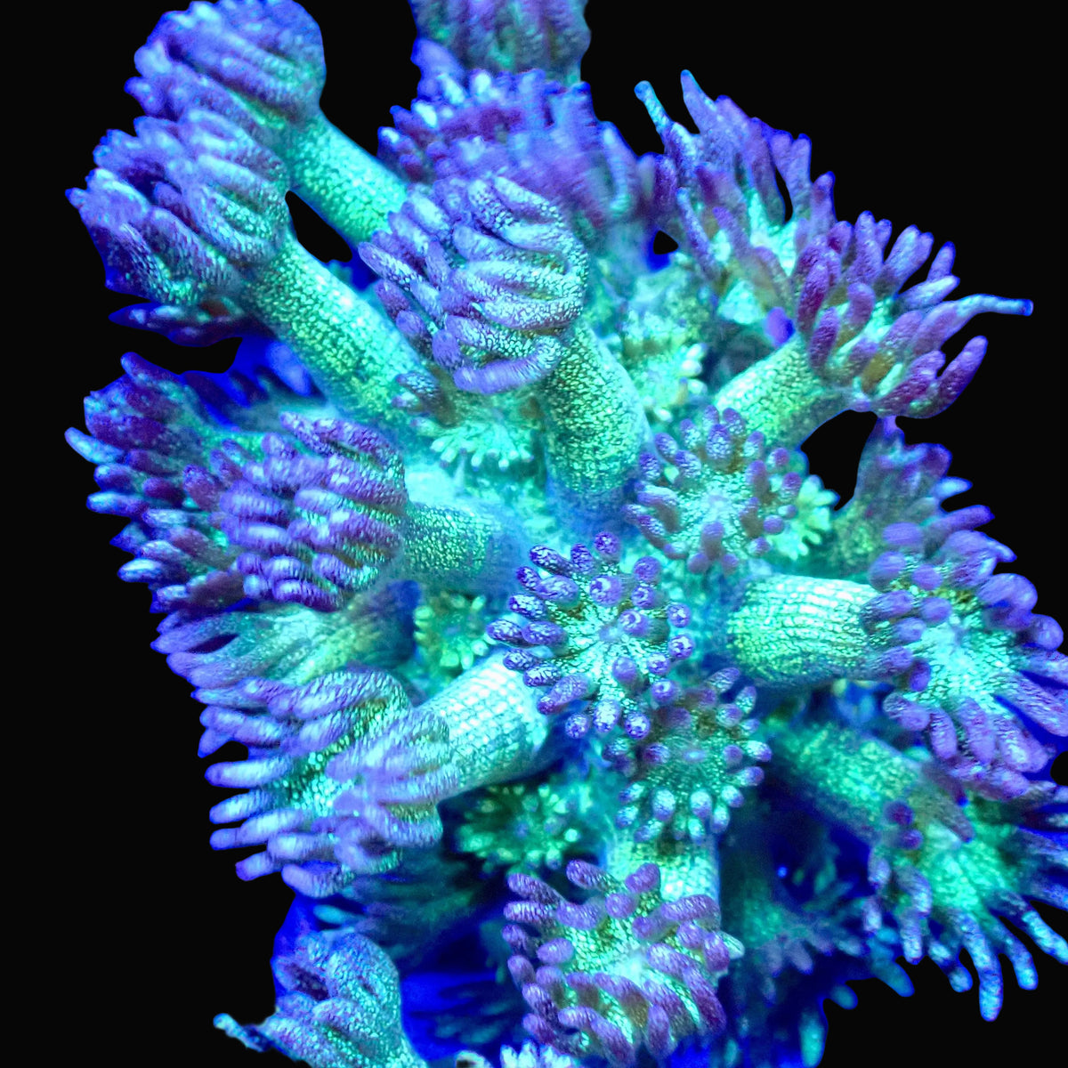 Frag de Goniopora Glitter Bomb aux polypes scintillants verts et mauves, corail LPS - ReefSolution