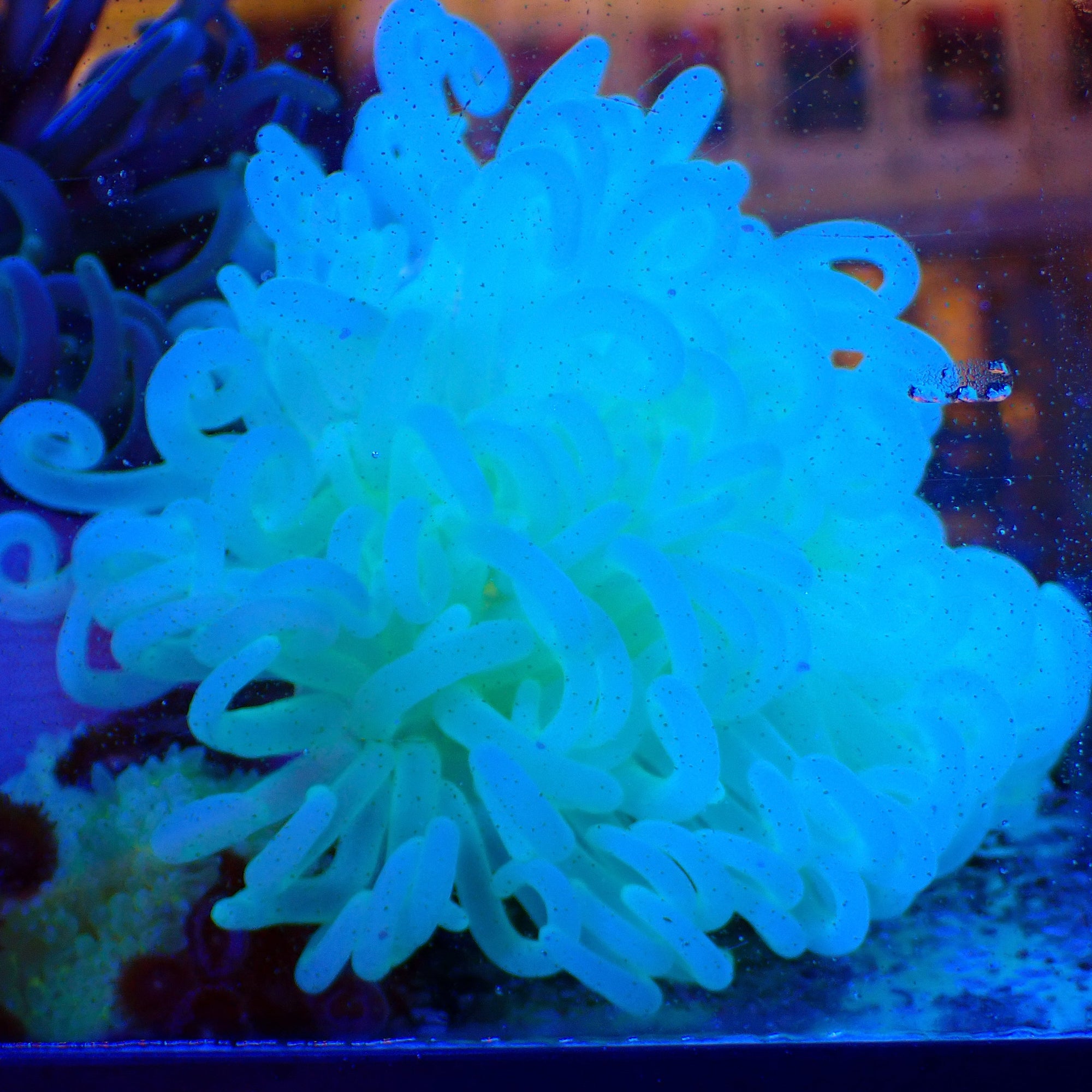 Anémone Long Tentacle Macrodactyla doreensis - tentacules avec pointes bulbeuses