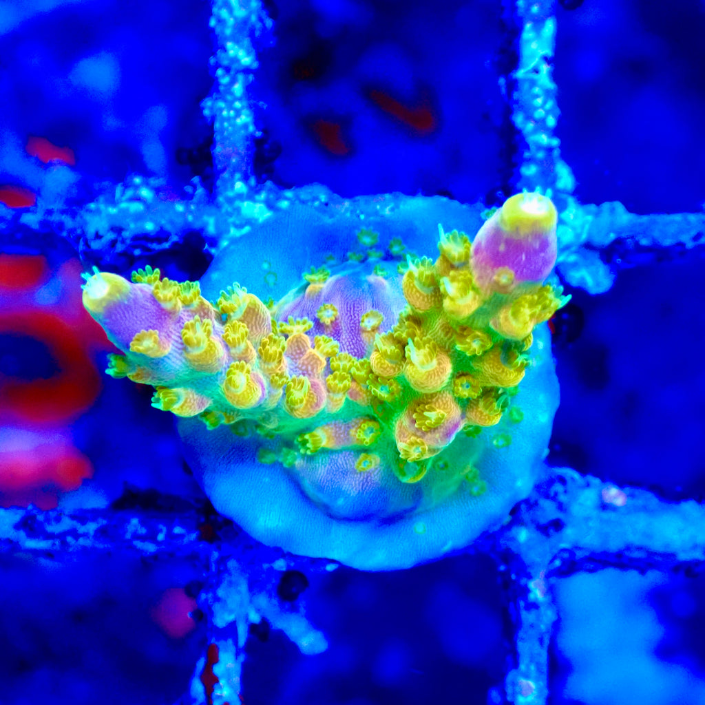 Acropora Walt Disney Frag — Corail SPS Arc-en-ciel (Acropora sp.) Récifal