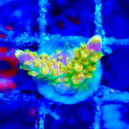 Acropora Walt Disney Frag — Corail SPS Arc-en-ciel (Acropora sp.) Récifal