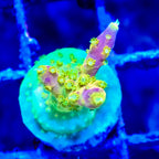 Acropora Walt Disney Frag — Corail SPS Arc-en-ciel (Acropora sp.) Récifal