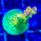 Acropora Walt Disney Frag — Corail SPS Arc-en-ciel (Acropora sp.) Récifal