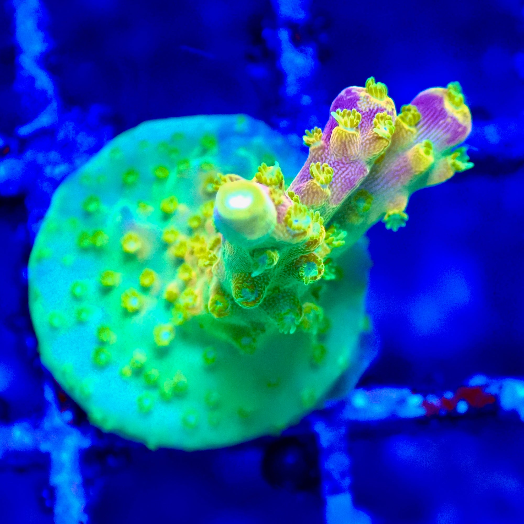 Acropora Walt Disney Frag — Corail SPS Arc-en-ciel (Acropora sp.) Récifal