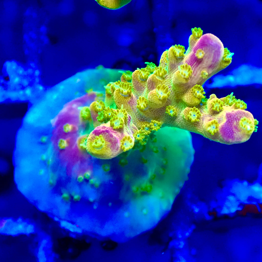 Acropora Walt Disney Frag — Corail SPS Arc-en-ciel (Acropora sp.) Récifal