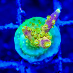 Acropora Walt Disney Frag — Corail SPS Arc-en-ciel (Acropora sp.) Récifal