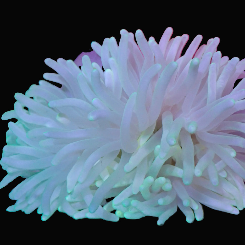 Anémone Long Tentacle Macrodactyla doreensis - tentacules verts fluorescents