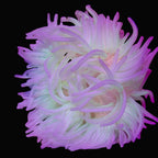Anémone Long Tentacle Macrodactyla doreensis - vue de dessus tentacules blancs