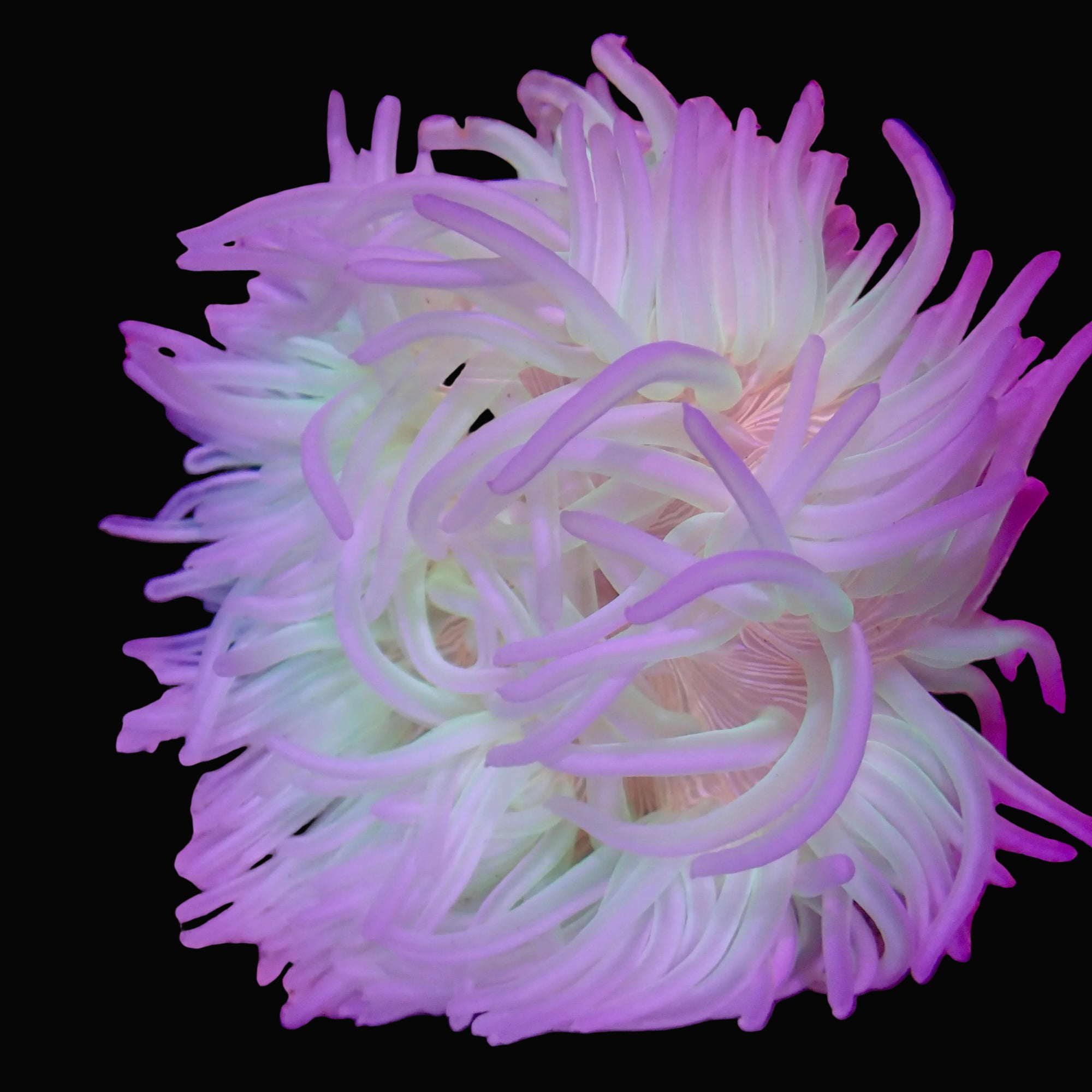 Anémone Long Tentacle Macrodactyla doreensis - vue de dessus tentacules blancs