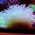 Anémone Long Tentacle Macrodactyla doreensis - fluorescence bleue sous éclairage UV