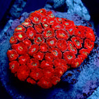Acanthastrea Micromusa Colony