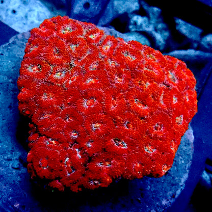 Acanthastrea Micromusa Colony