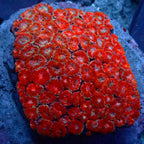 Acanthastrea Micromusa Colony