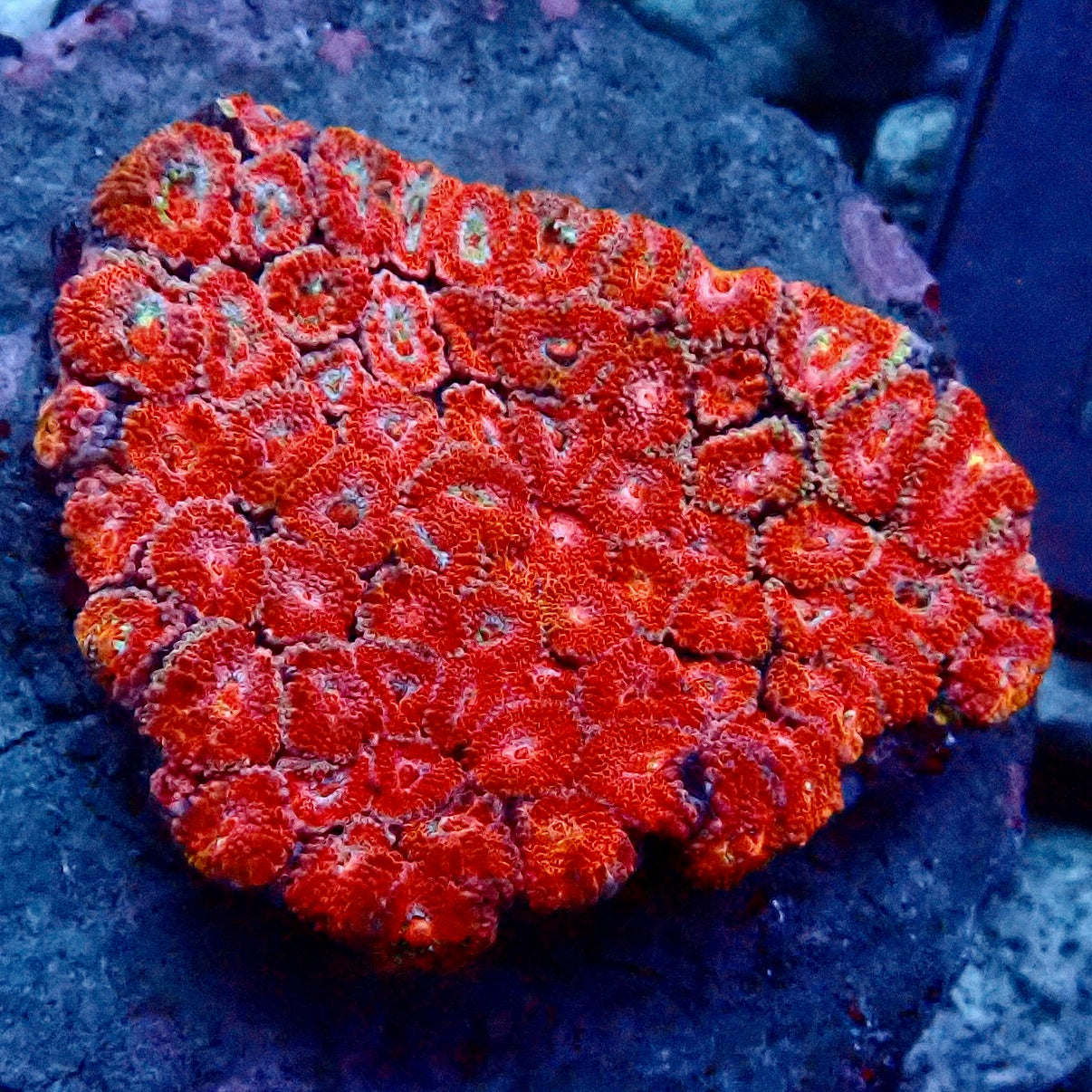 Acanthastrea Micromusa Colony