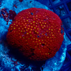 Goniopora Tentacule Court Colonie