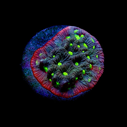 Favite Ultra rainbow Frag