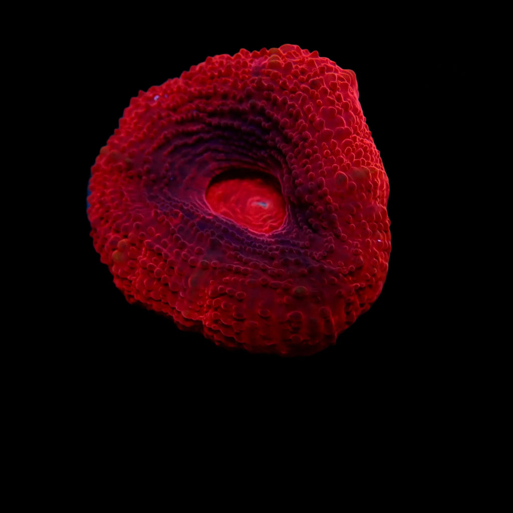 Scolymia Ultra Bloody red frag