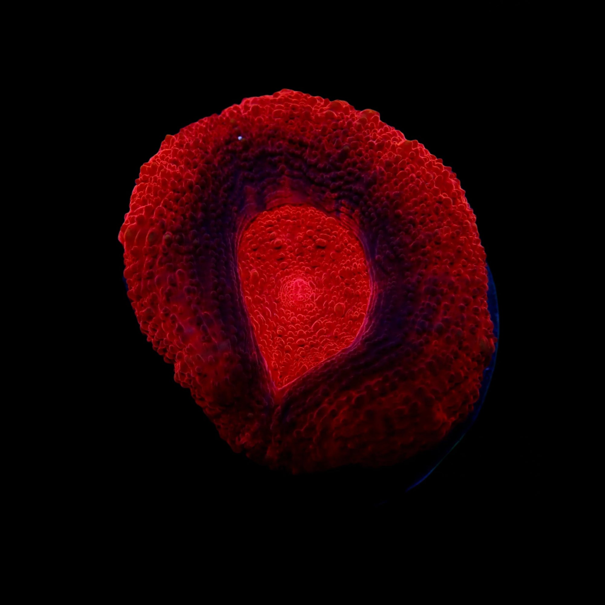 Scolymia Ultra Bloody red frag