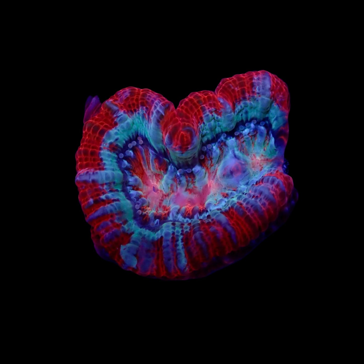 Scolymia Ultra Frag