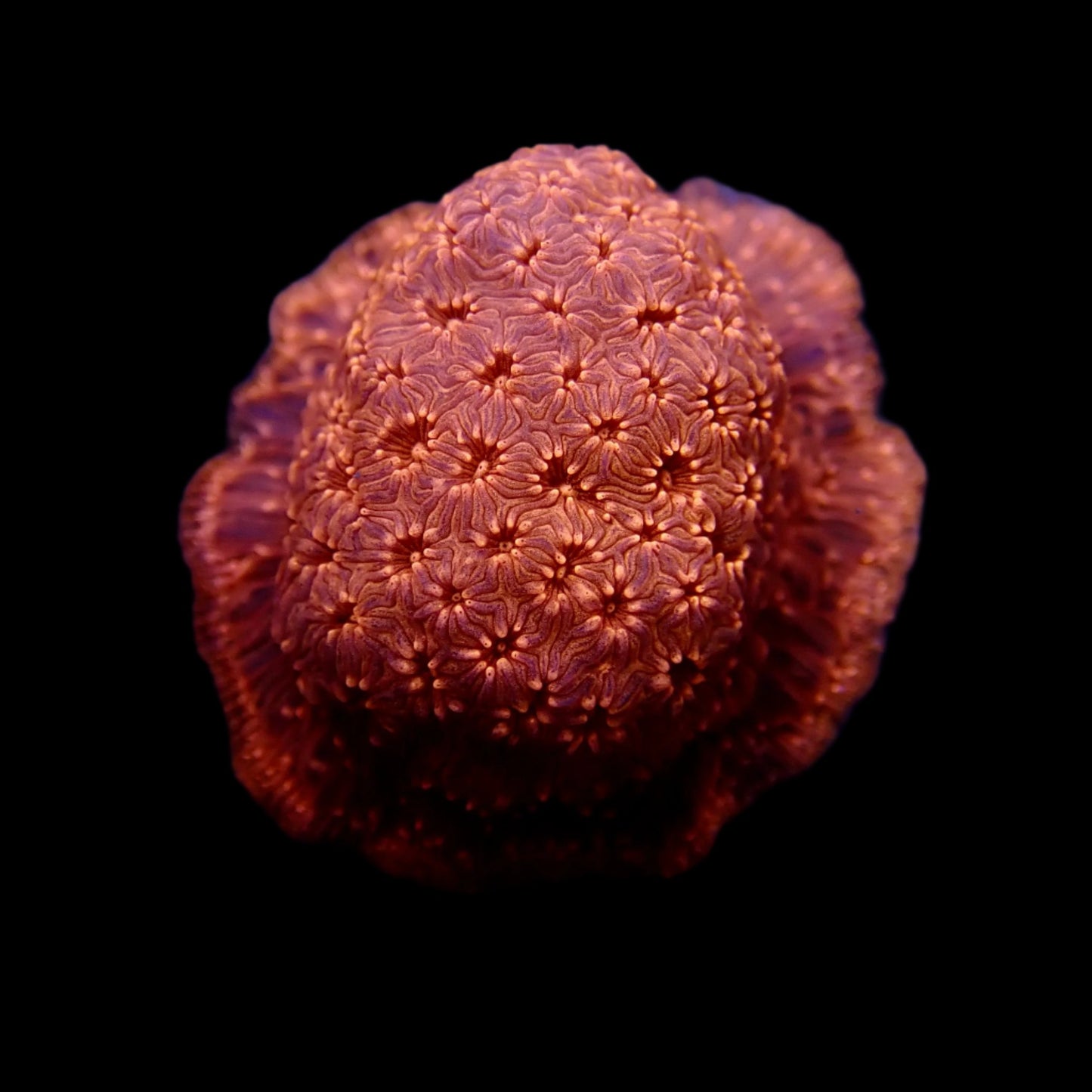 Orange Pavona frag