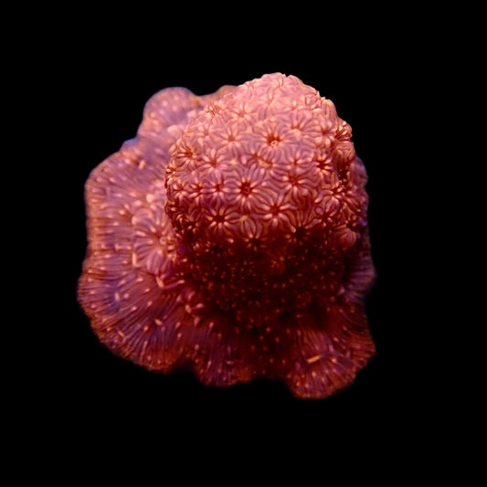 Orange Pavona frag