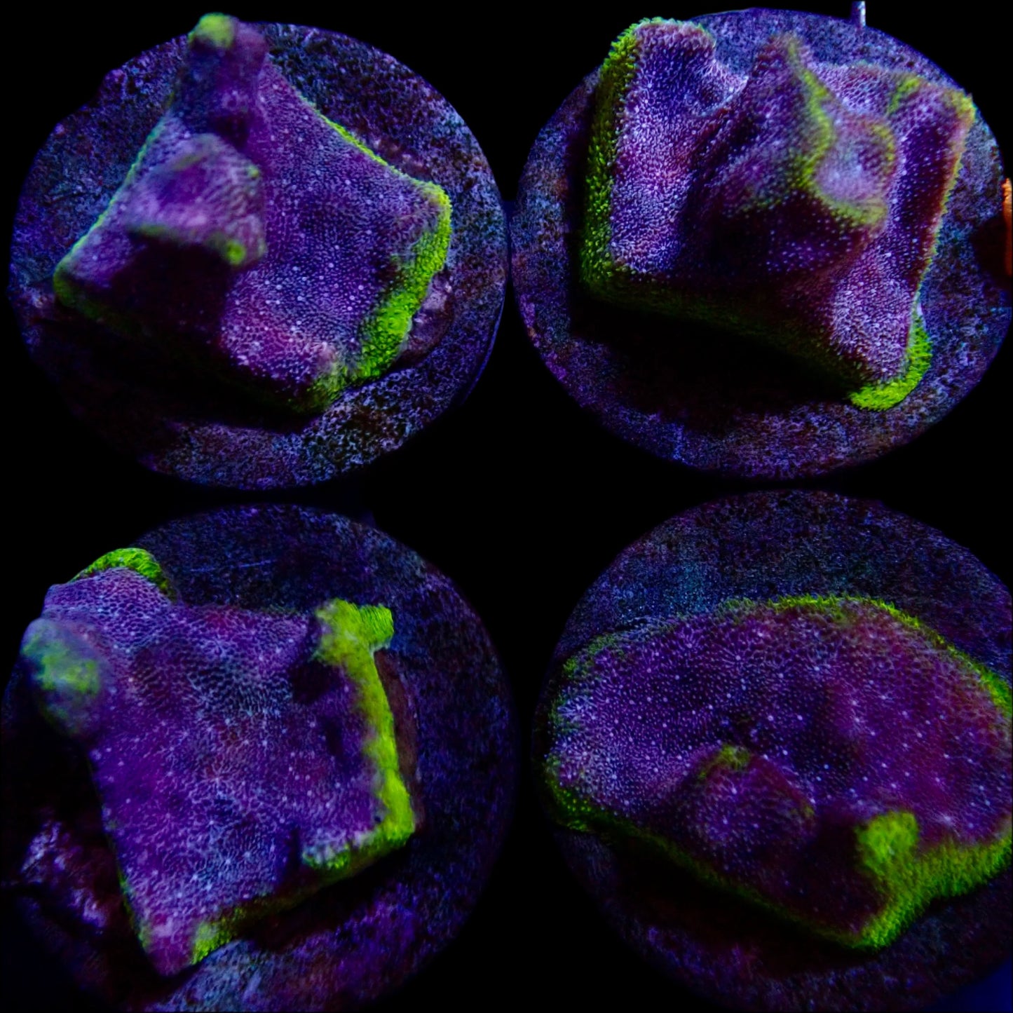 Montipora Purple Kryptonite frag